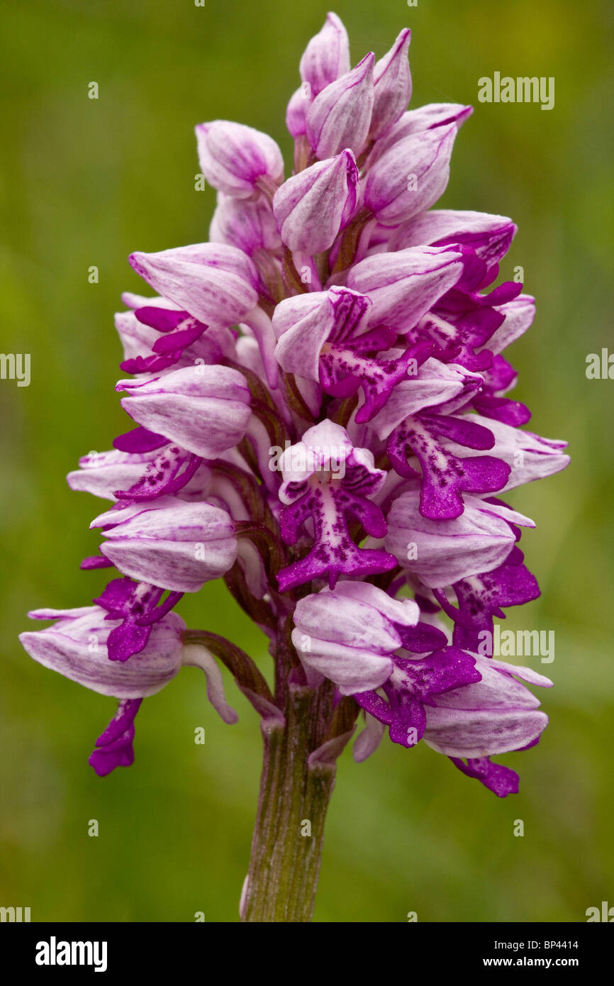 Militärische Orchidee oder Soldat Orchidee, Estland Stockfoto