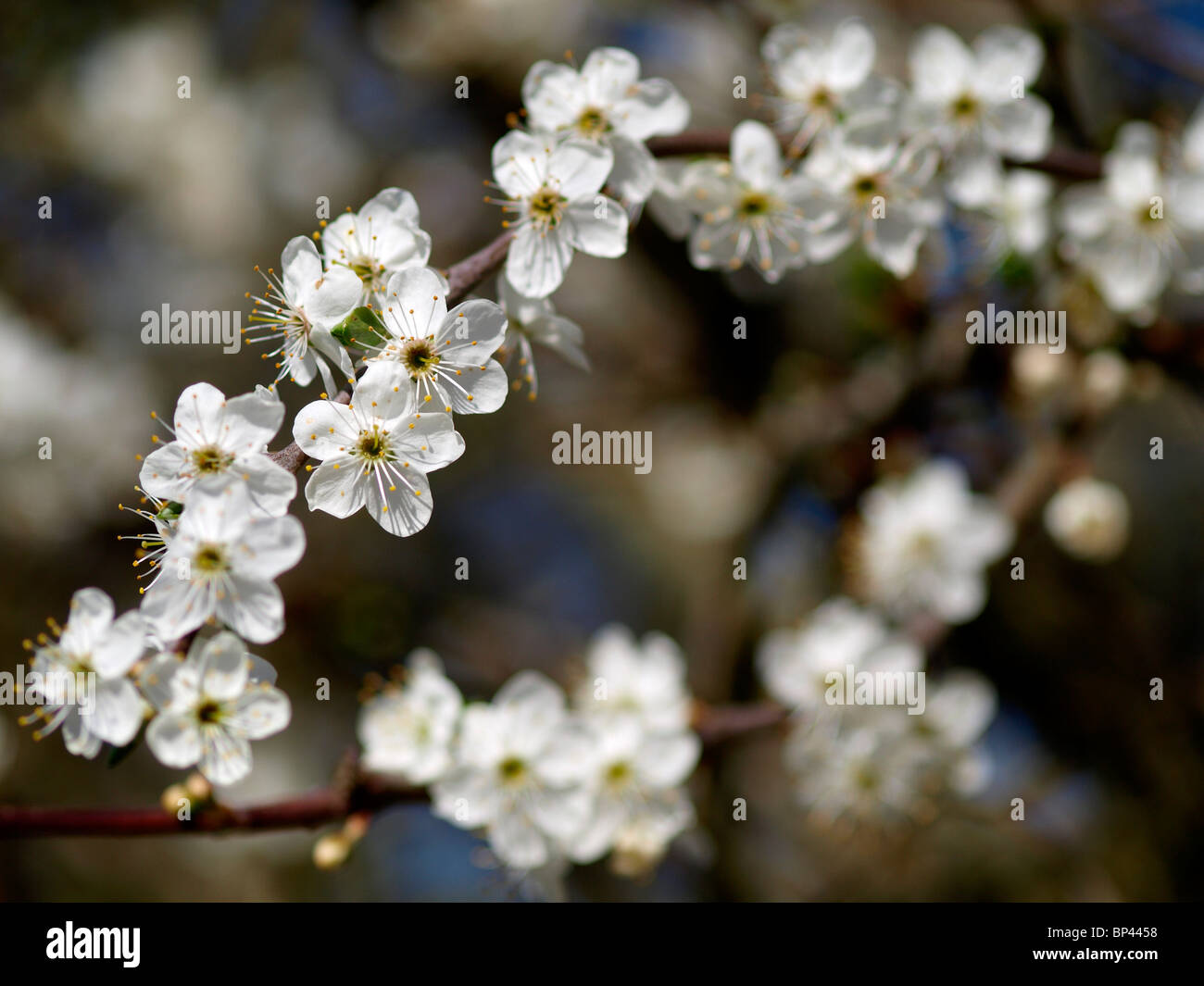 Blackthorn Blumen, Prunus Spinosa, Devon, UK Stockfoto