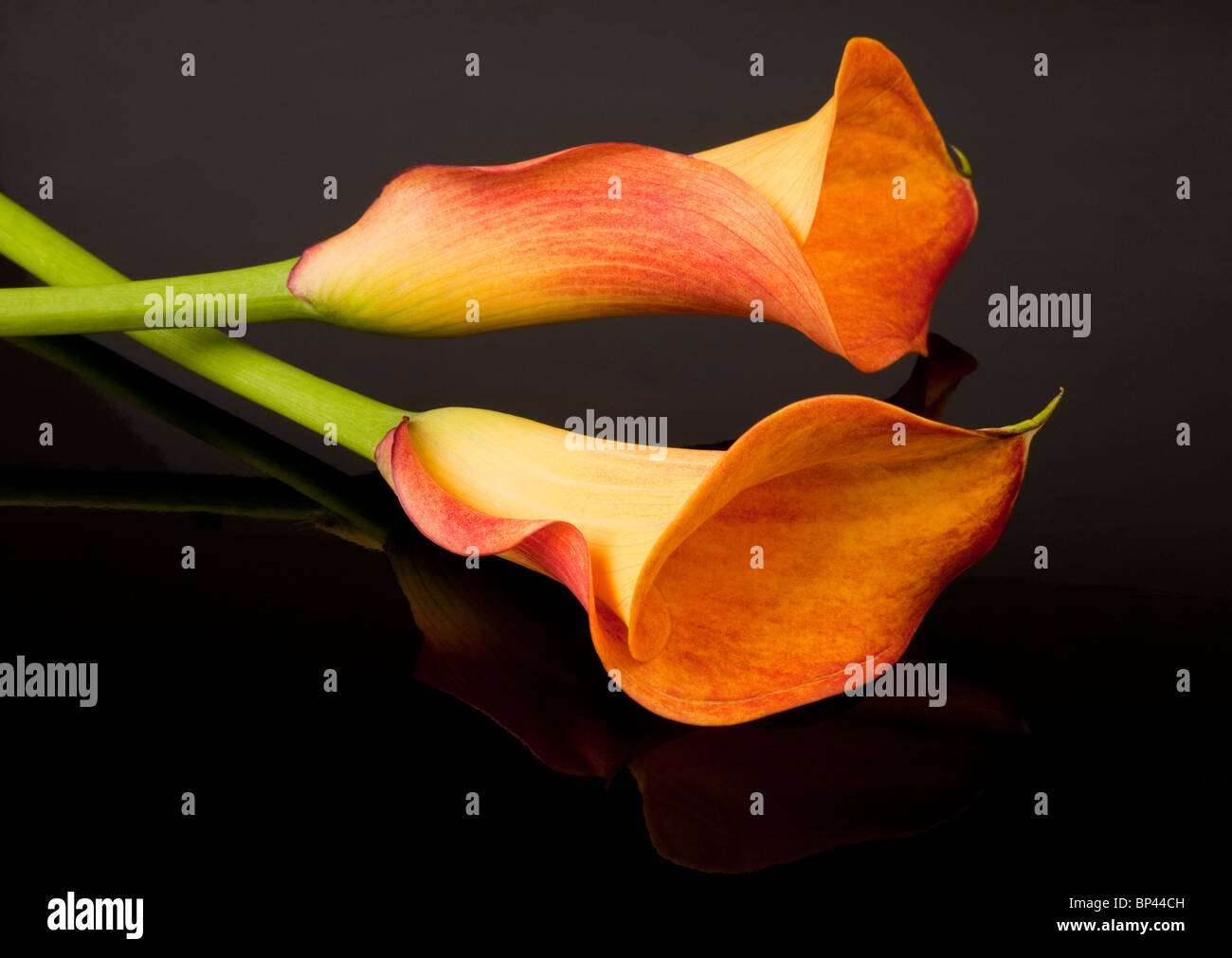 Calla Lily Orange Blumen auf einer reflektierenden Oberfläche schwarz Stockfoto