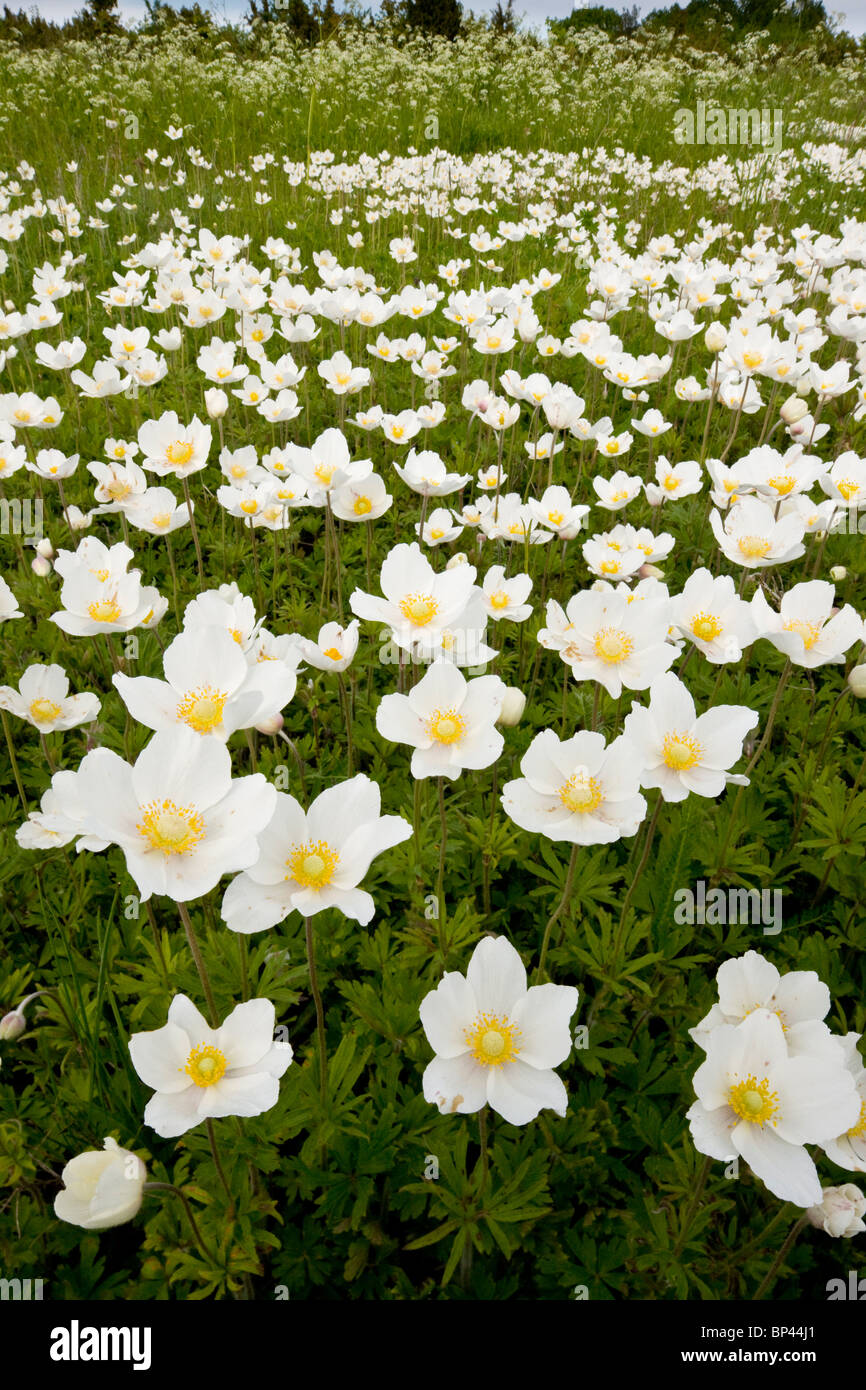 Snowdrop Windflower, Anemone Sylvestris in Massen auf Sareema, Estland Stockfoto