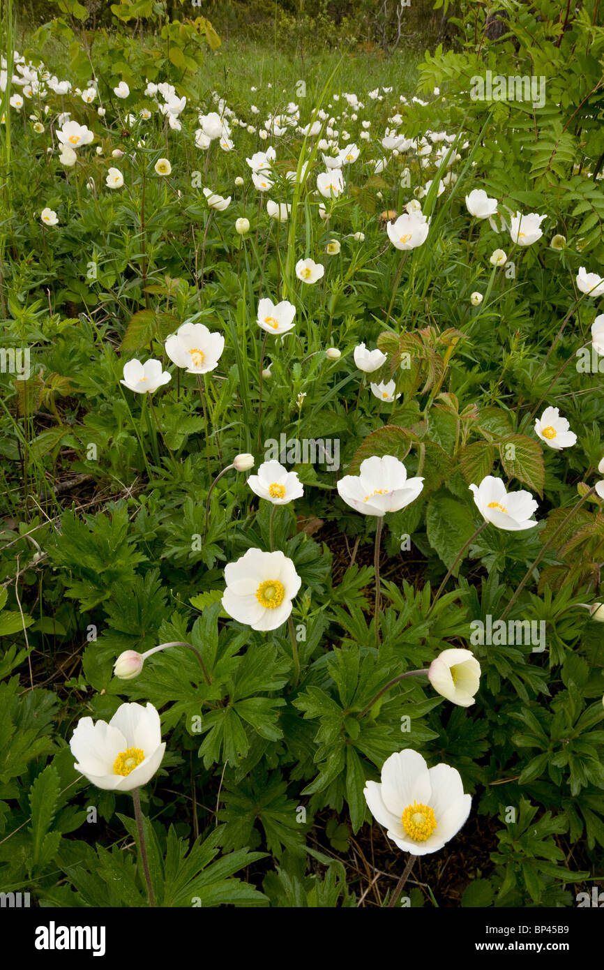 Snowdrop Windflower, Anemone Sylvestris in Massen auf Sareema, Estland Stockfoto