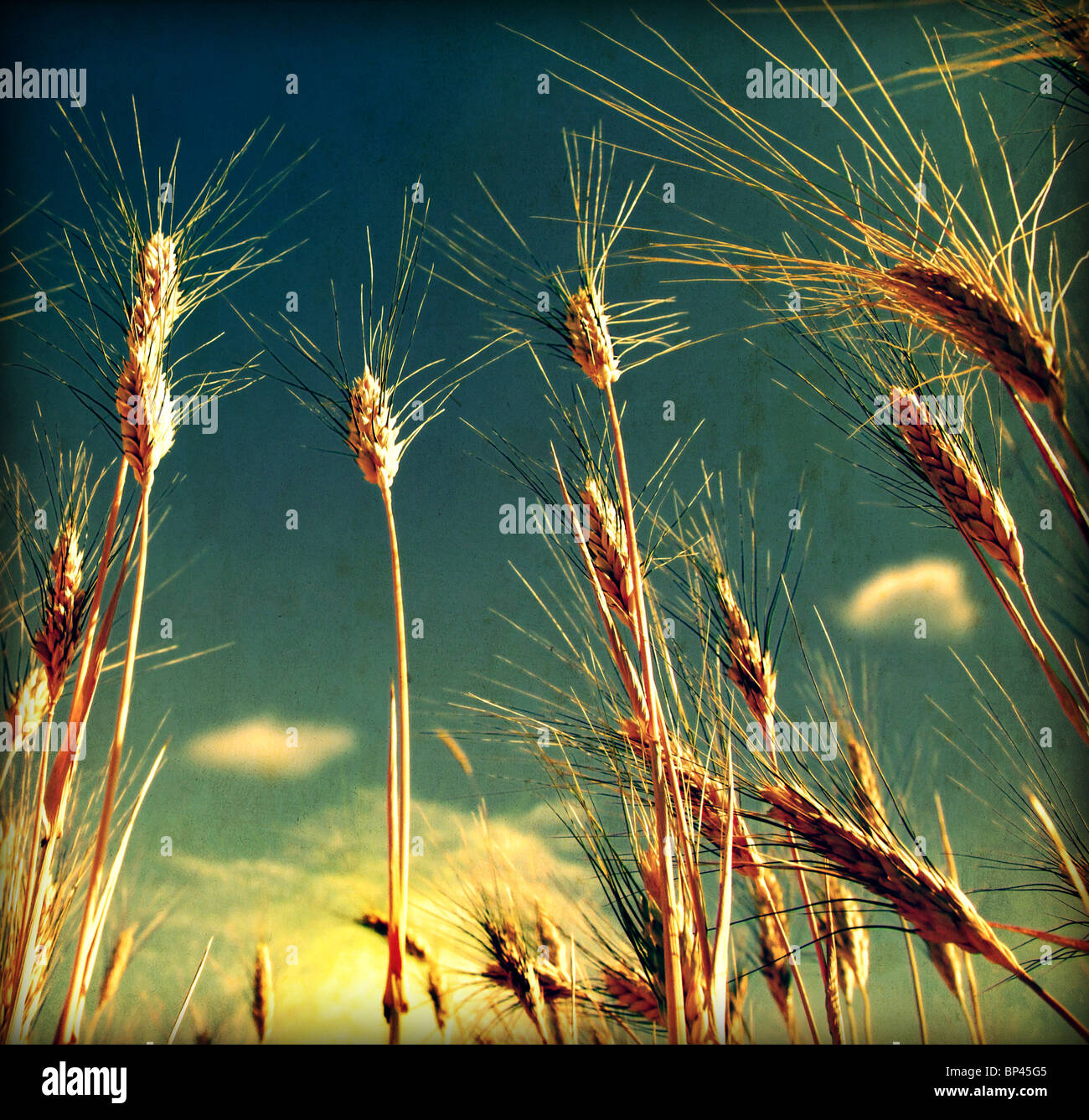 Grunge Weizen Feld Hintergrund mit schmutzigen alten Textur Stockfoto