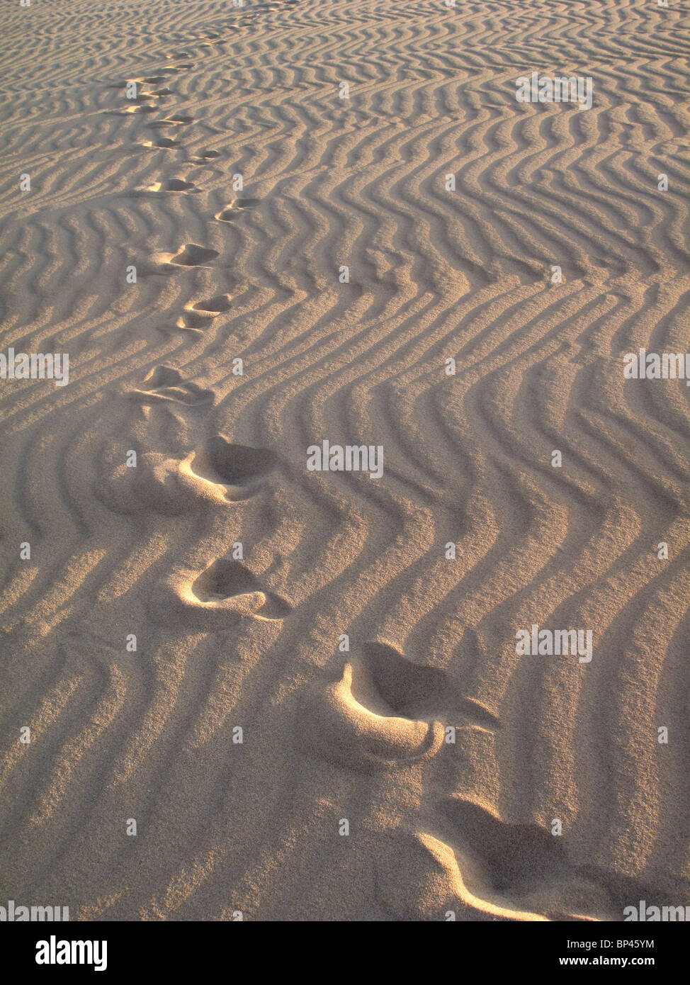 Fußabdrücke über Wind gekräuselt Sanddüne Stockfoto