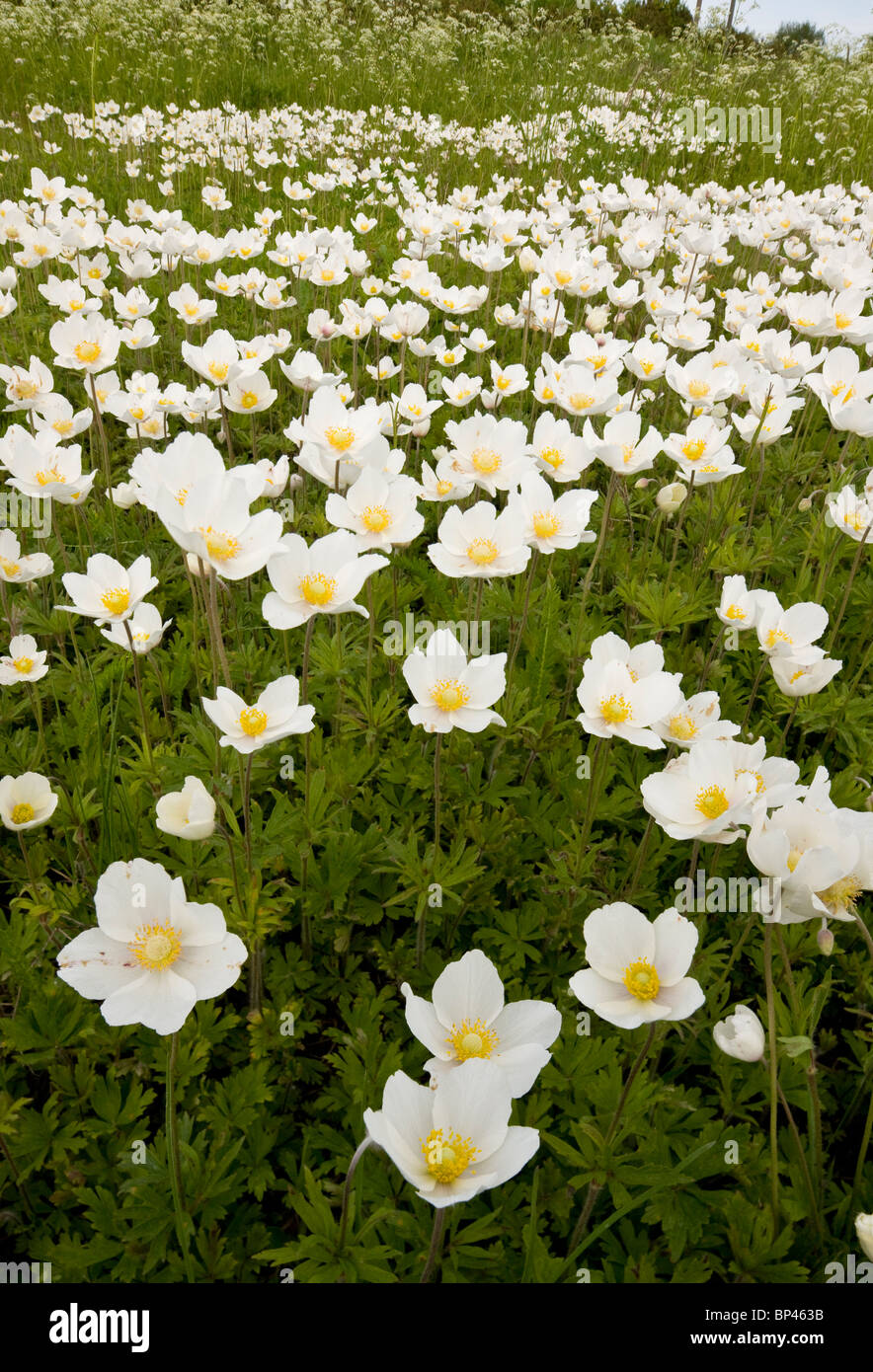 Snowdrop Windflower, Anemone Sylvestris in Massen auf Sareema, Estland Stockfoto
