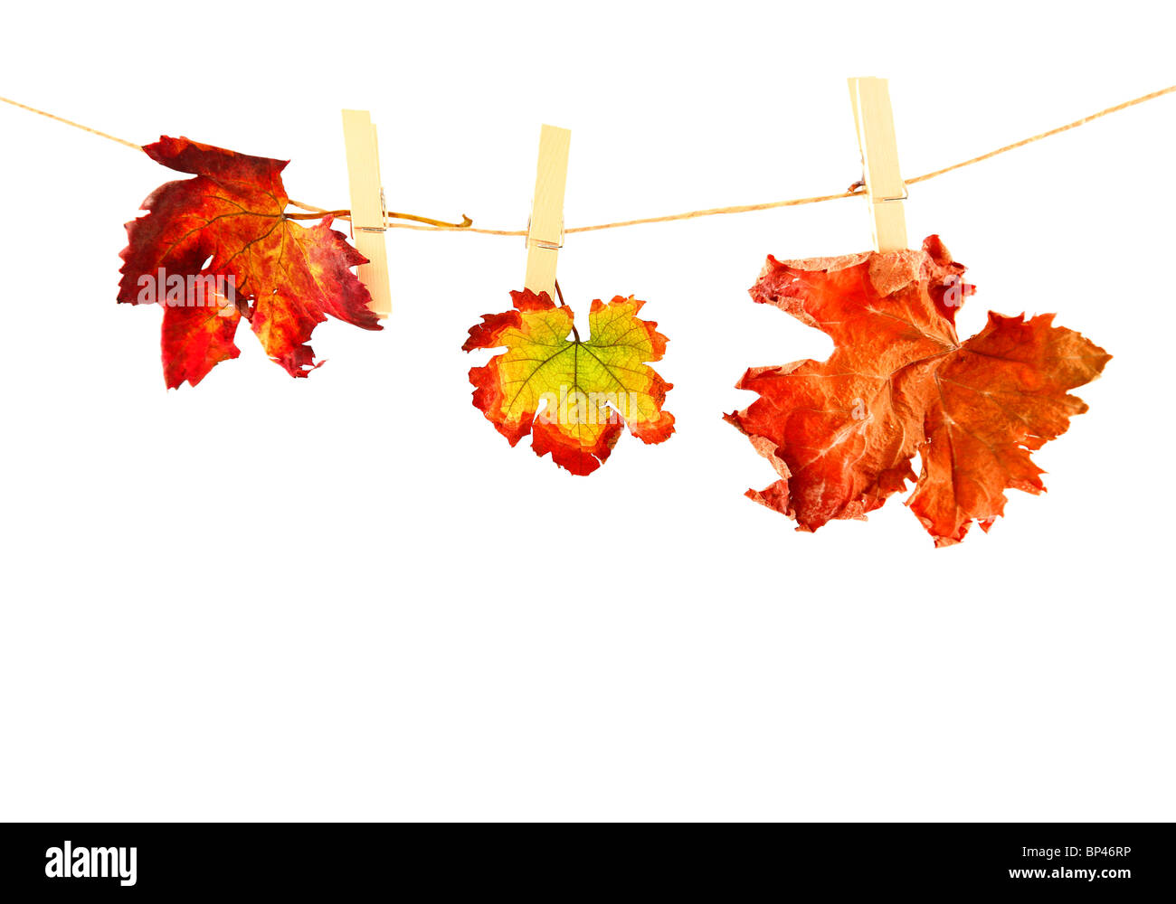 Drei verschiedene Herbstblätter gehängt auf der Wäscheleine, isoliert auf weiss Stockfoto