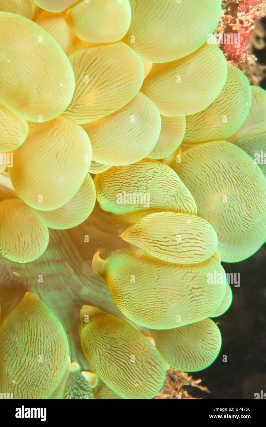 Bubble-Koralle (Plerogyra Sinuosa), Puerto Gallera, Philippinen, Südostasien Stockfoto