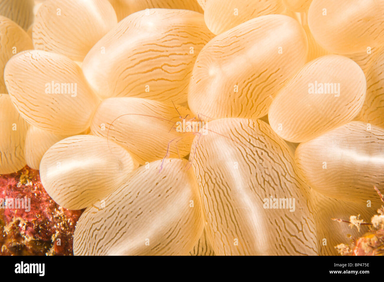 sauberer Shirmp (Vir Philippinenesis) in Bubble Coral (Plerogyra Sinuosa), Puerto Gallera, Philippinen, Südostasien Stockfoto