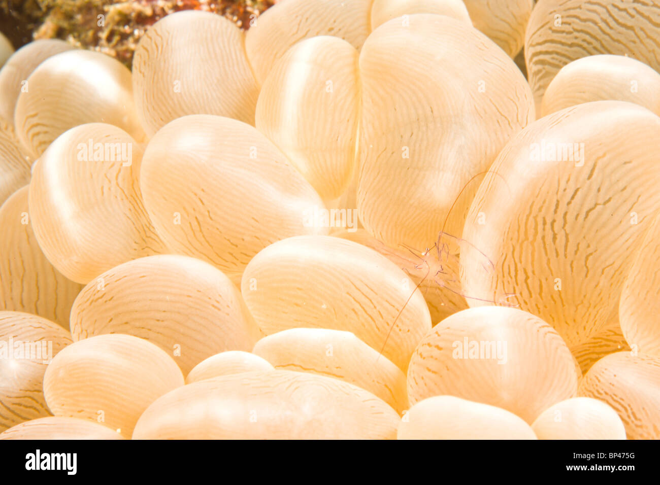 sauberer Shirmp (Vir Philippinenesis) in Bubble Coral (Plerogyra Sinuosa), Puerto Gallera, Philippinen, Südostasien Stockfoto