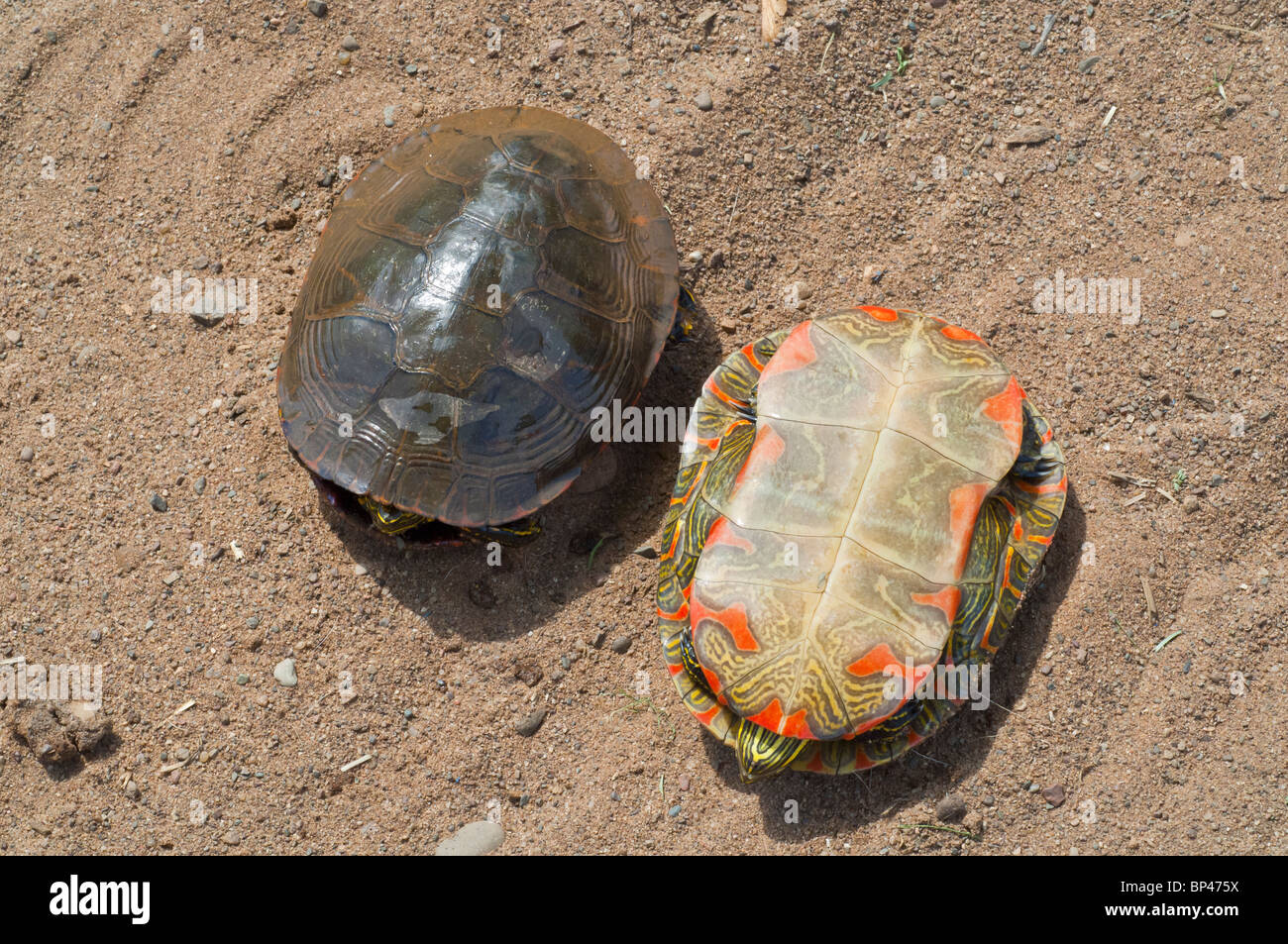 Western gemalt, Schildkröte, Chrysemys Picta Belli, Eingeborener nach Südwesten Ontarios zu südlichen Missouri in den pazifischen Nordwesten Stockfoto