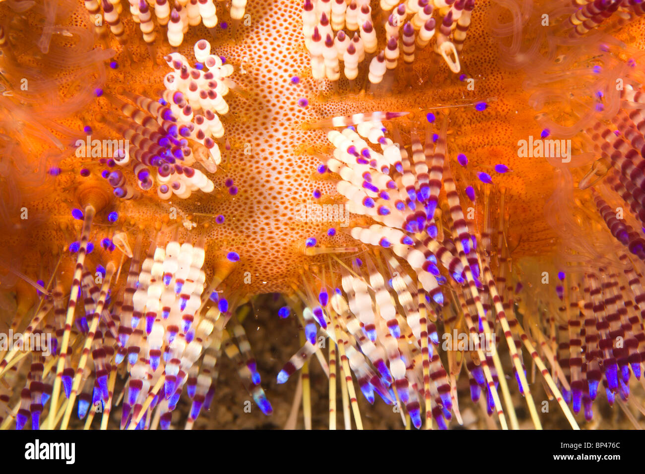 giftige Feuer Urchin (Asthenosoma Varium), Puerto Gallera, Philippinen, Südostasien Stockfoto
