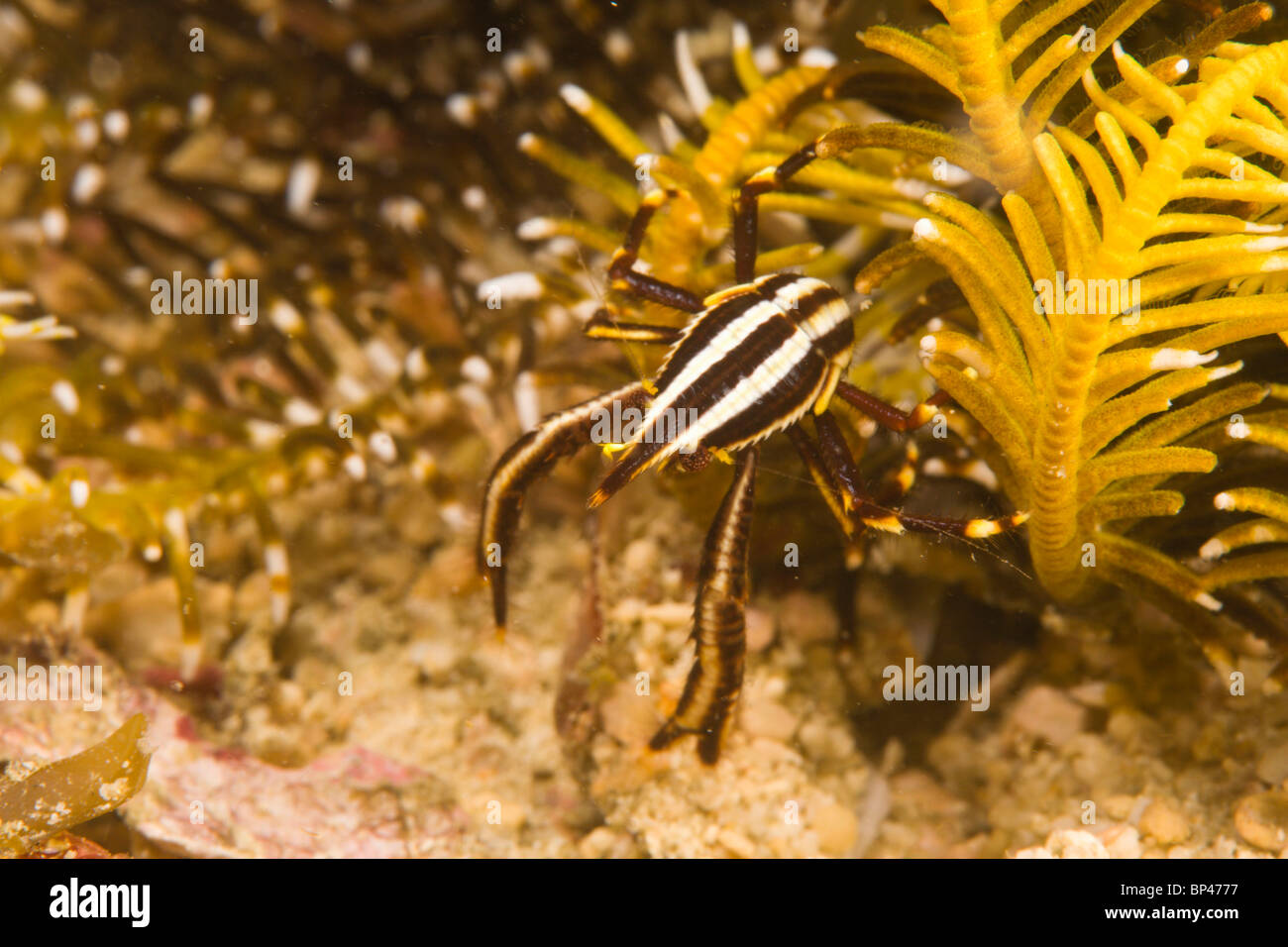 Peitschenkorallen Krabbe (Harrovia Albolineata), Puerto Gallera, Philippinen, Südostasien Stockfoto