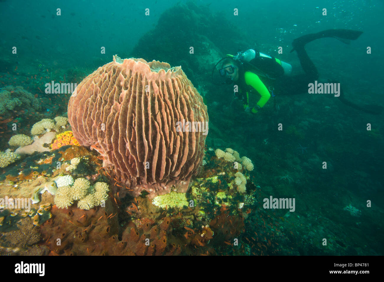 Taucher, Unterwasser Sea Life am Verde Island in der Nähe von Puerto Gallera, Philippinen, Südostasien Stockfoto