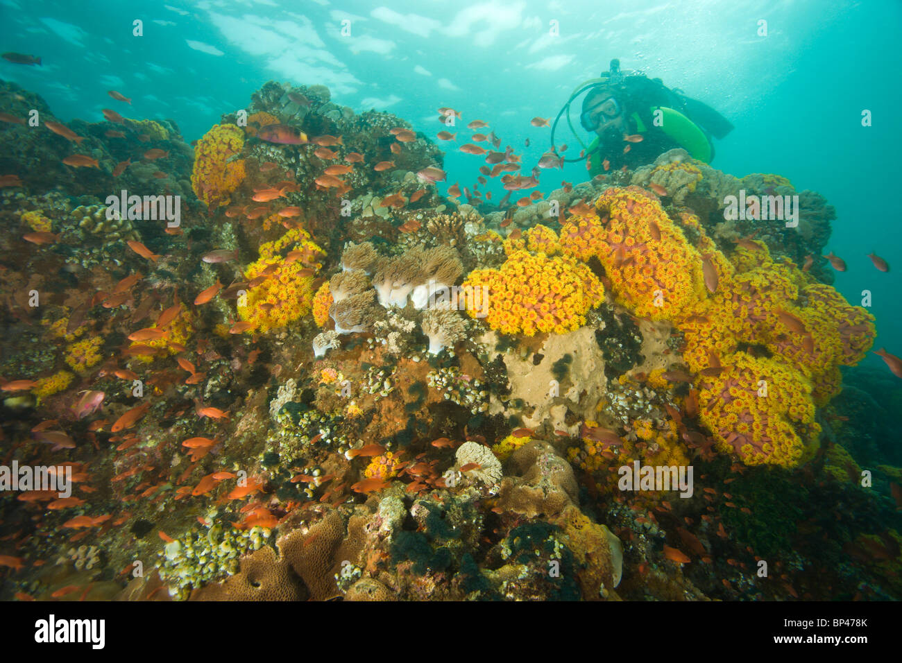 Taucher, Unterwasser Sea Life am Verde Island in der Nähe von Puerto Gallera, Philippinen, Südostasien Stockfoto