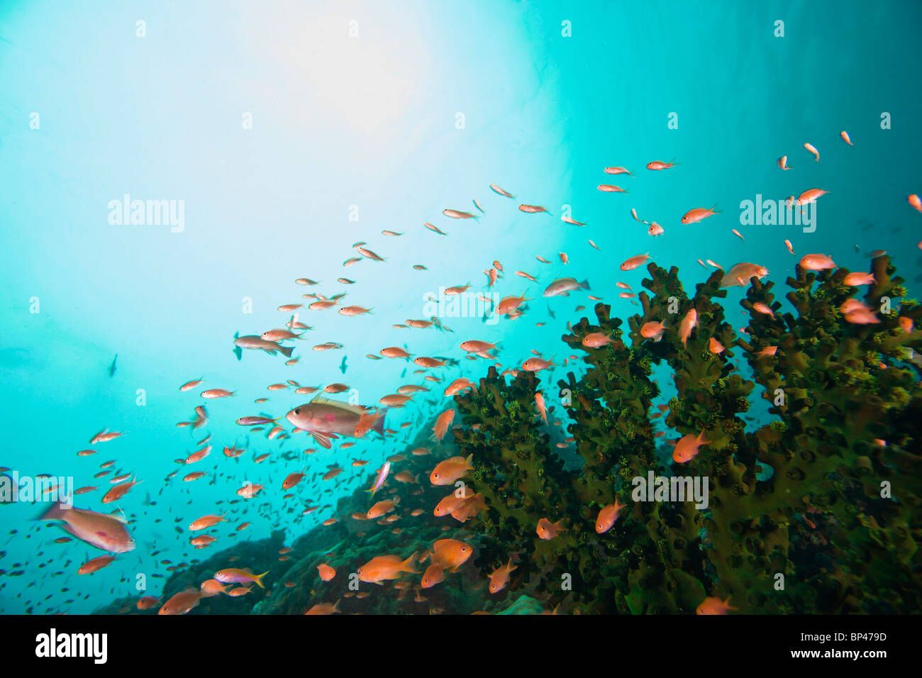 Anthias Fisch (Pseudanthias Squamipinnis) unter Wasser Sea Life am Verde Island in der Nähe von Puerto Gallera, Philippinen, Südostasien Stockfoto