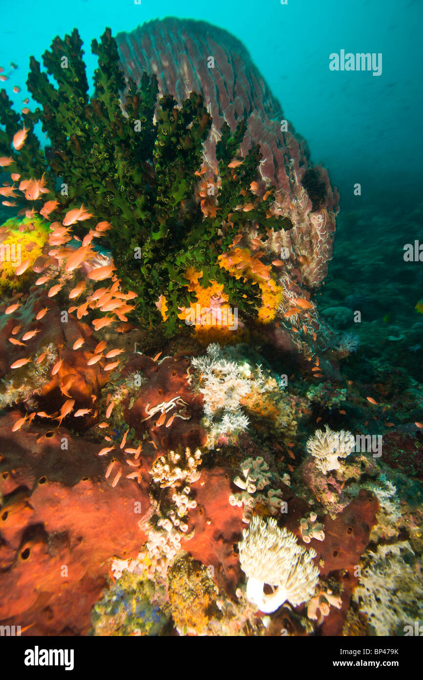 Anthias Fisch (Pseudanthias Squamipinnis) unter Wasser Sea Life am Verde Island in der Nähe von Puerto Gallera, Philippinen, Südostasien Stockfoto