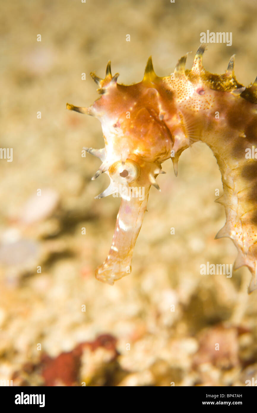 Dornige Seepferdchen (Hippocampus Hystrix), Underwater Sea Life auf Mindoro Island in der Nähe von Puerto Gallera, Philippinen, Südostasien Stockfoto