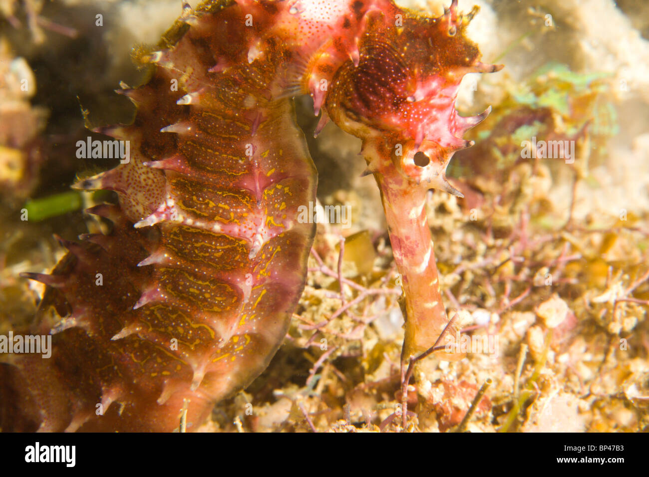 Dornige Seepferdchen (Hippocampus Hystrix), Underwater Sea Life auf Mindoro Island in der Nähe von Puerto Gallera, Philippinen, Südostasien Stockfoto