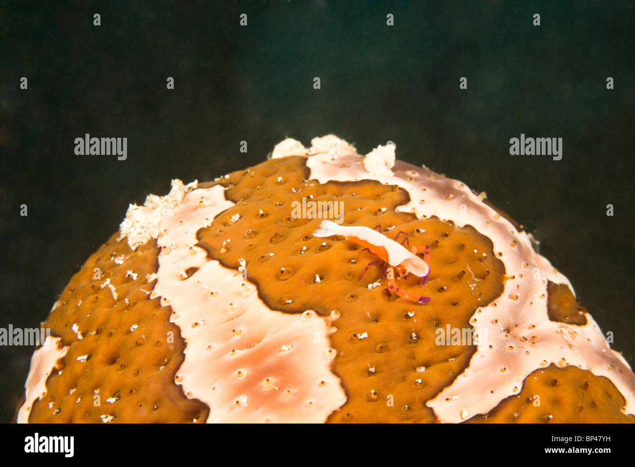 Kaiser Garnelen (Periclimenes Imperator) auf Seegurken, symbiotische Releationship, Puerto Gallera, Philippinen, Südostasien Stockfoto