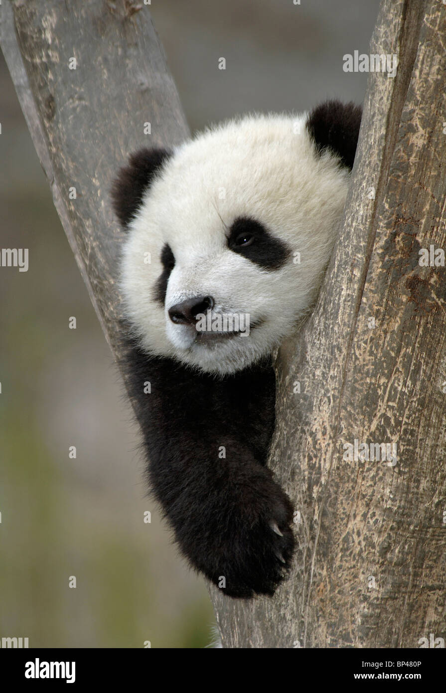 Junge Giant Panda Cub in Gabel Baum Wolong China Stockfotografie Alamy