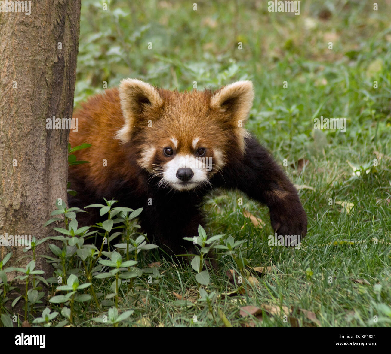 Rot oder kleinere Panda Pausen zu einer Front paw China Stockfoto