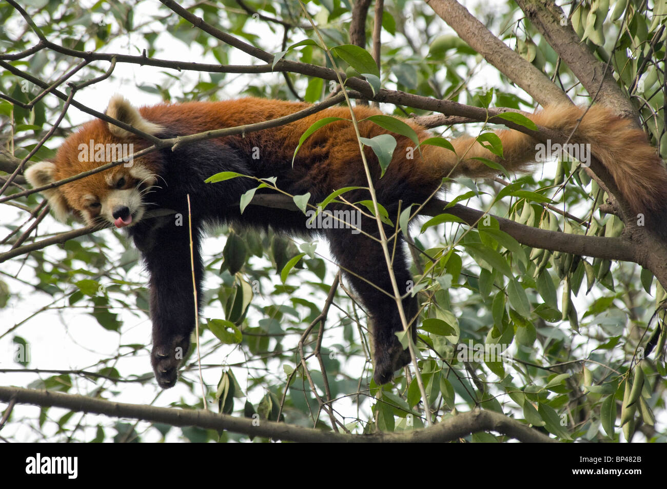 Rot oder kleinere Panda Abkühlung im Baum Sichuan China Stockfoto