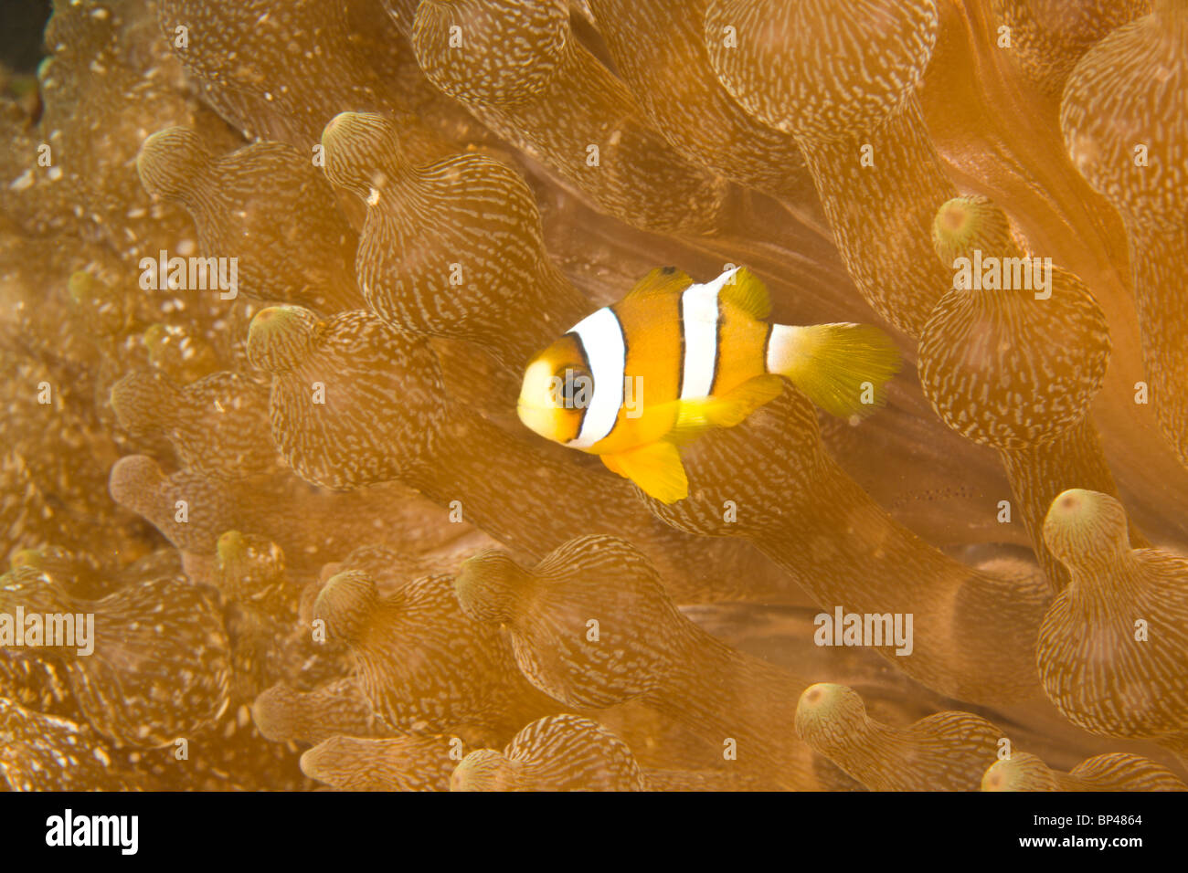 Clarks Anemonenfische (Amphiprion Clarkii), Puerto Gallera, Philippinen, Südostasien Stockfoto
