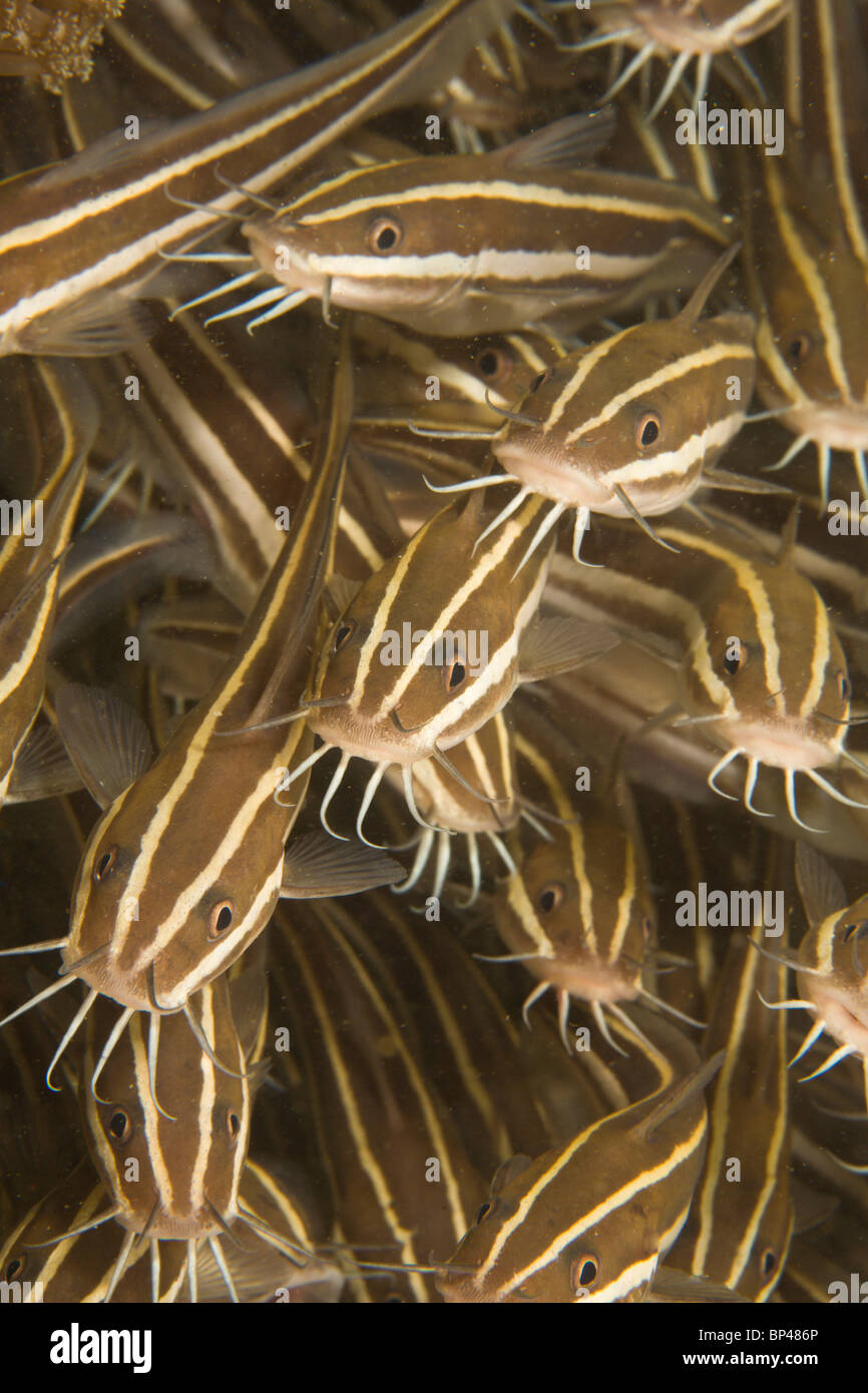 Gestreiften Wels (Plotosus Lineatus), Puerto Gallera, Philippinen, Südostasien Stockfoto