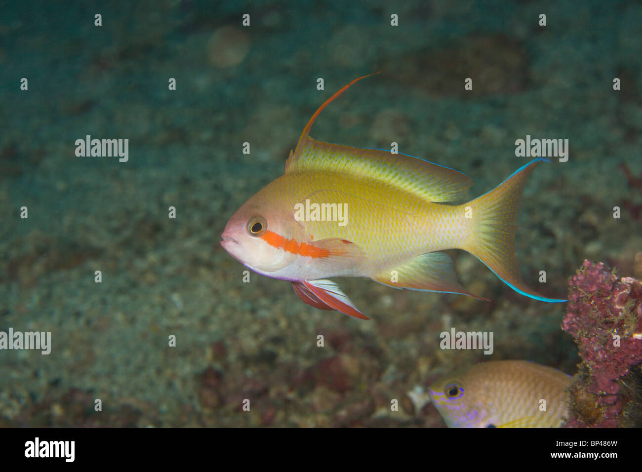 Fisch-Mann Anthias (Pseudanthias sp.) Puerto Gallera, Philippinen, Südostasien Stockfoto