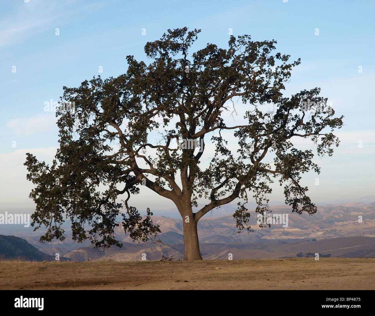 Einsame Eiche mit einem Blick in Chatsworth, Kalifornien. Stockfoto