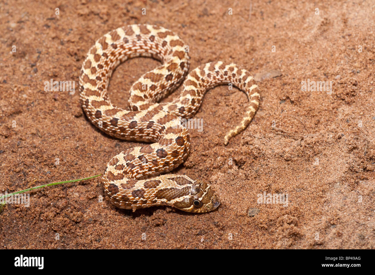 Westlichen Hognose Schlange, Heterodon Nasicus Nasicus, hinten-fanged Giftschlange, ursprünglich aus Kanada, USA, Südmexiko Stockfoto