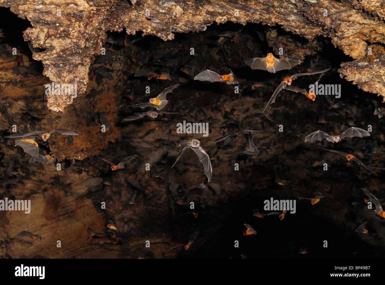 Mehrere insectivorous Fledermäuse verschiedener Arten, die in der Höhle fliegen, an der Küste Kenias. Stockfoto