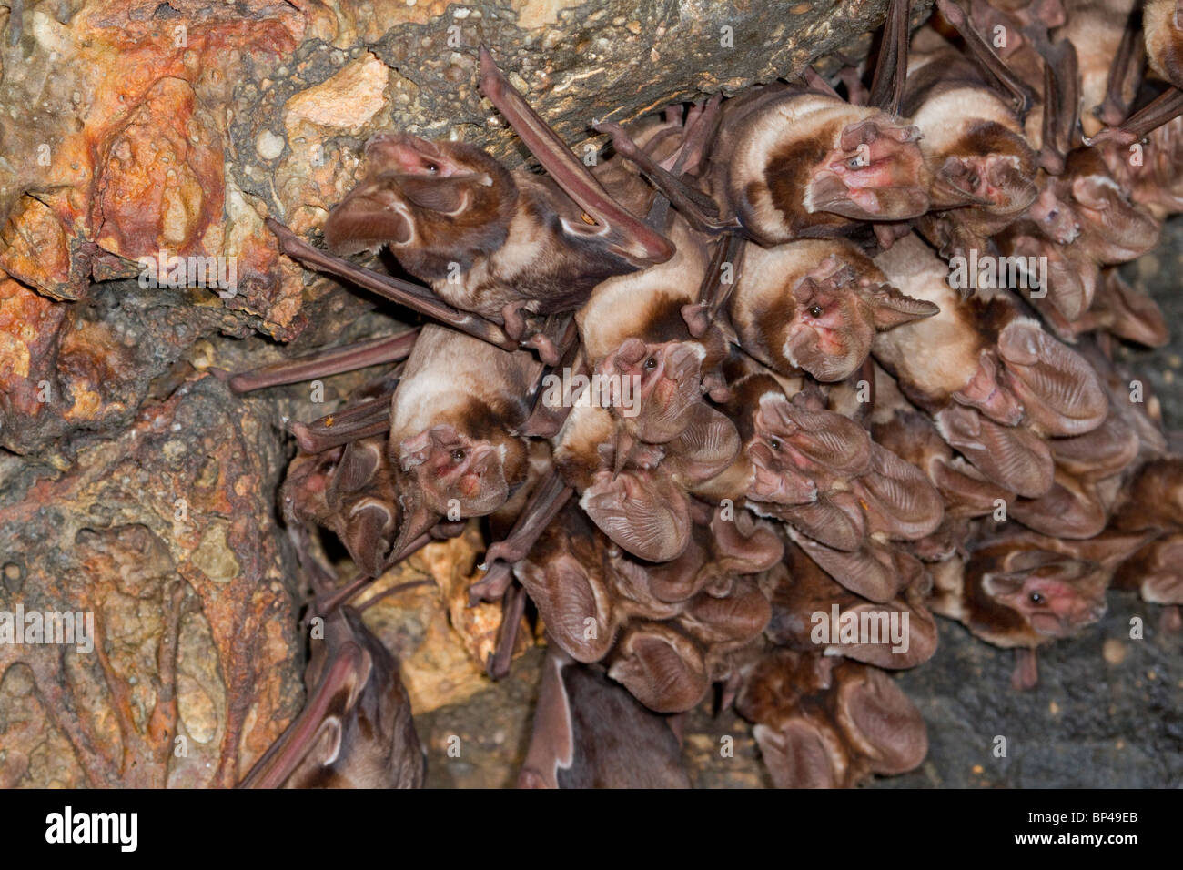 Eine Kolonie der großohrigen Seefledermäuse (Otomops harrisoni) des Harrisons in der Höhle im Zentrum Kenias. Stockfoto