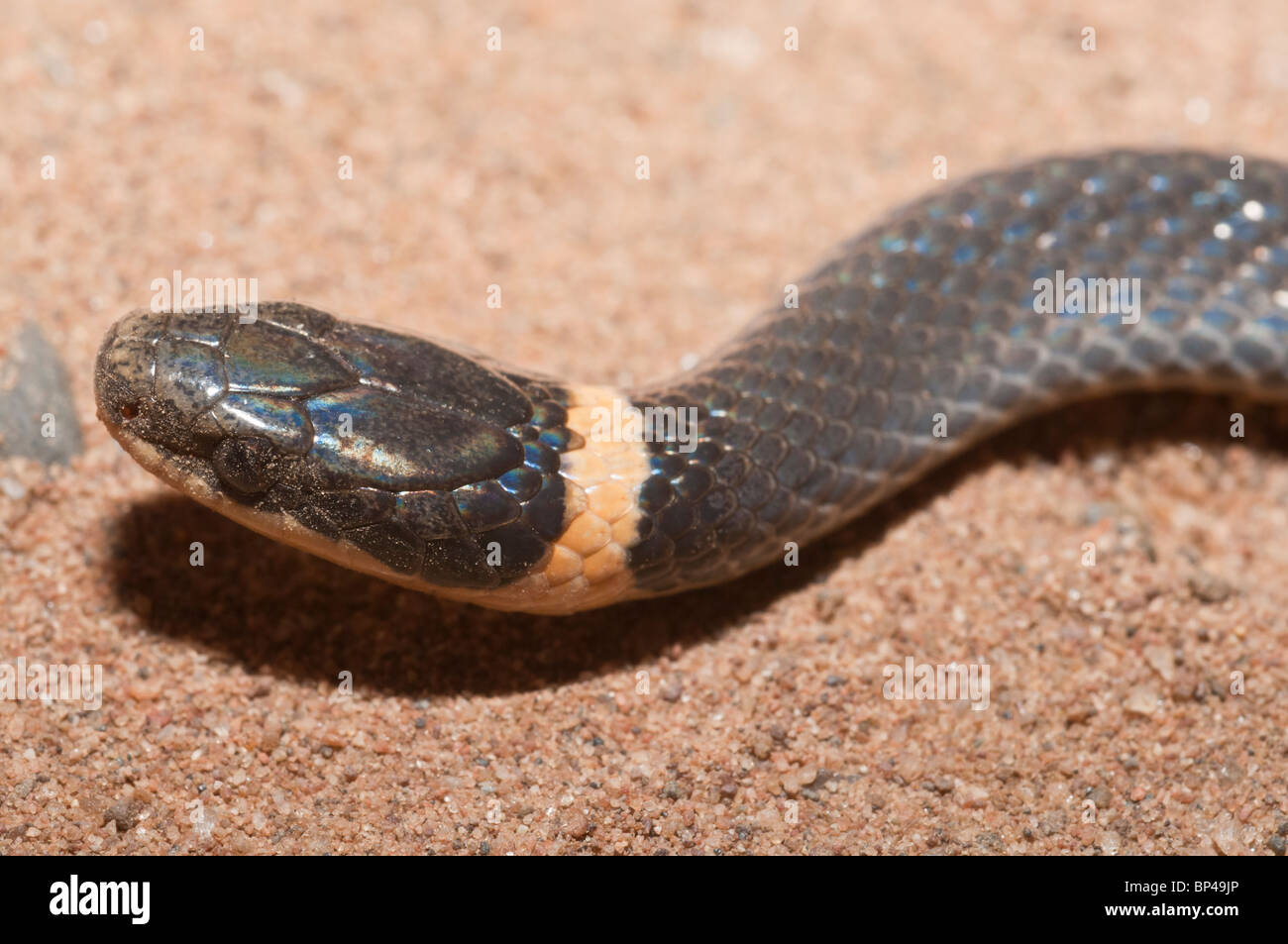 Nördlichen Ring – Necked Schlange, Diadophis Punctatus Edwardsii, in Nordamerika heimisch Stockfoto