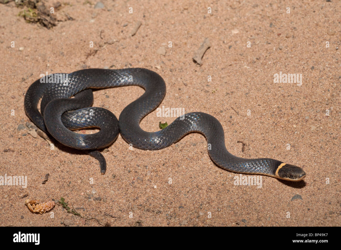 Nördlichen Ring – Necked Schlange, Diadophis Punctatus Edwardsii, in Nordamerika heimisch Stockfoto