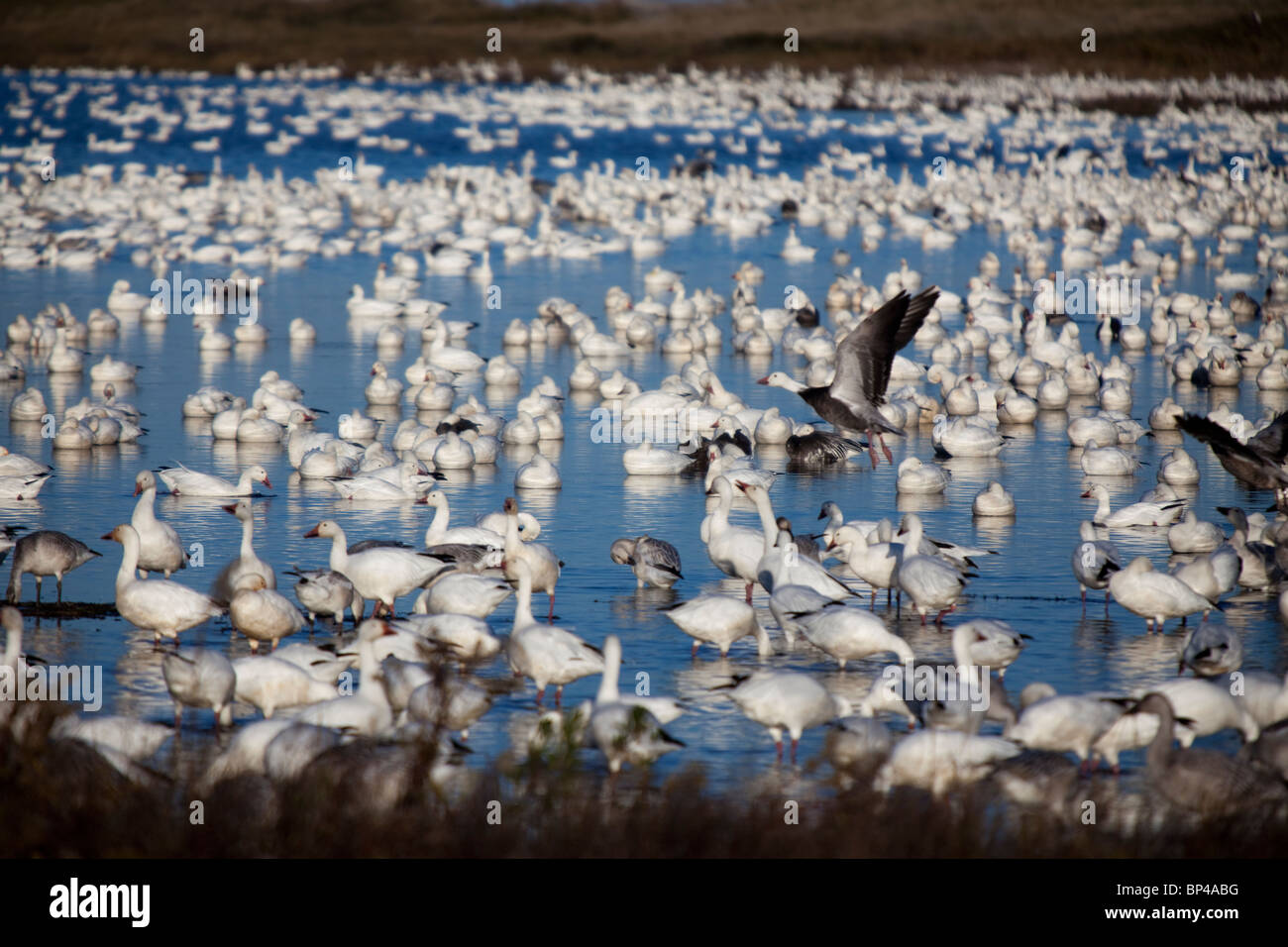 Tausende von Schneegänsen genießen die Nachmittag Gewässern im Chincoteague National Wildlife Refuge auf Assateague Island, Virginia. Stockfoto