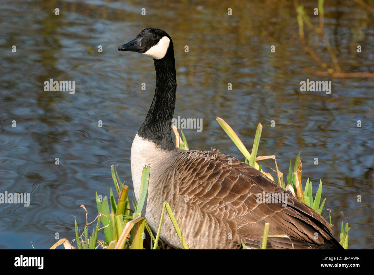 UK, England, Cheshire, Stockport, urban Wildlife, Kanada-Gans am Edgeley Stausee Stockfoto