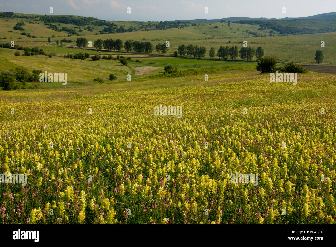 Intensiv blumig umfangreiche Wiesen rund um den sächsischen Dorf Viscri, Siebenbürgen Rumänien. Stockfoto