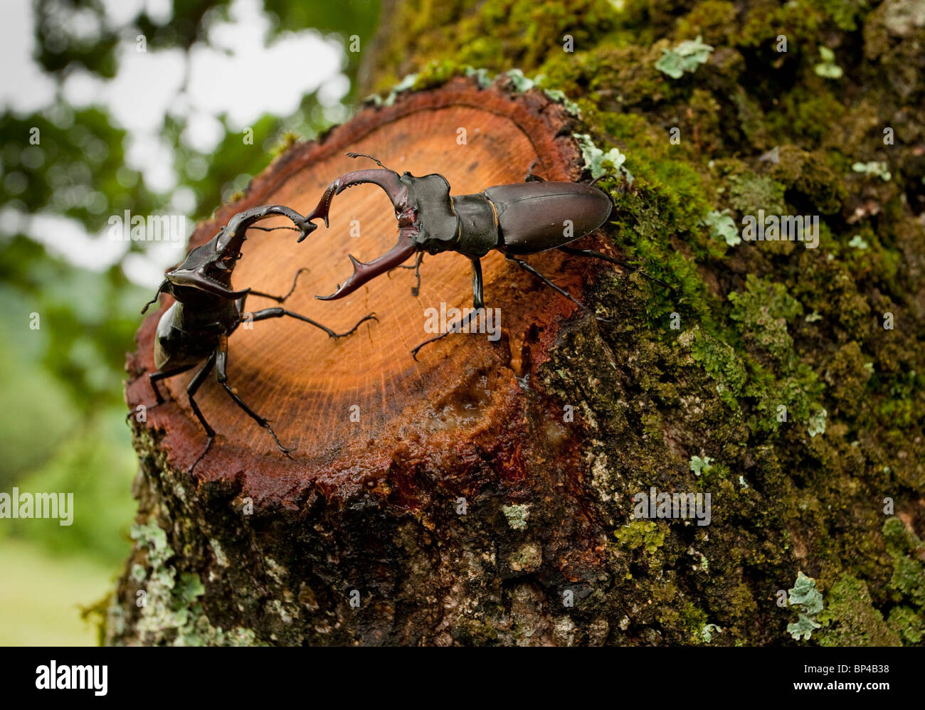 Zwei männliche mehr Hirschkäfer interagieren, auf alten Eiche; Rumänien. Stockfoto