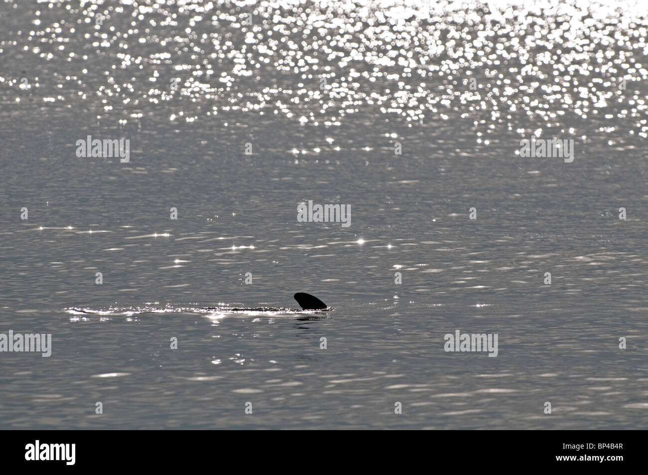 Atlantische Flasche – Nosed Dolphin: Tursiops Truncatus. Von Sanibel Island, Florida, USA Stockfoto