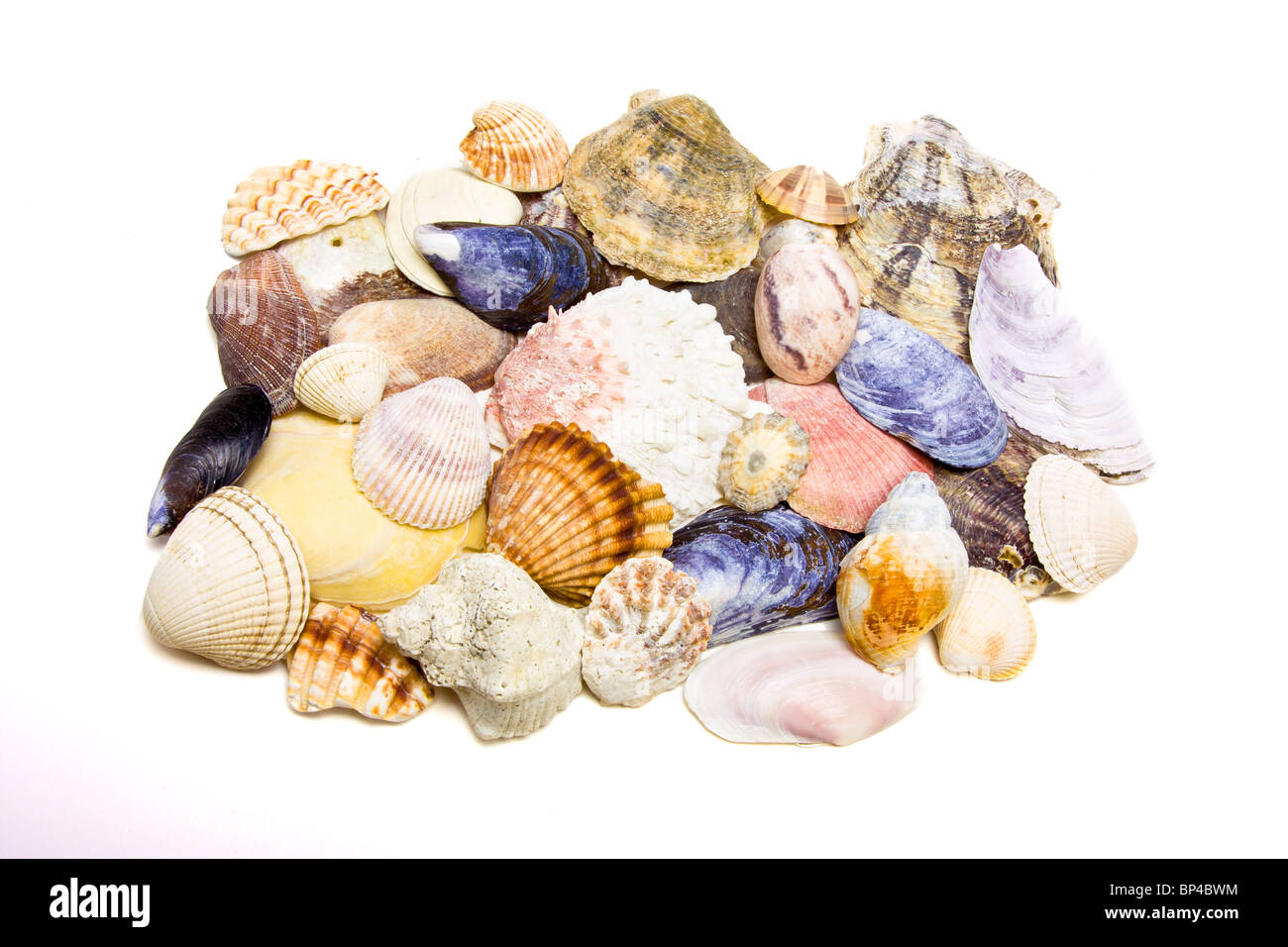 Sea Shell Hintergrund oder Textur in verschiedenen Formen und Größen. Stockfoto