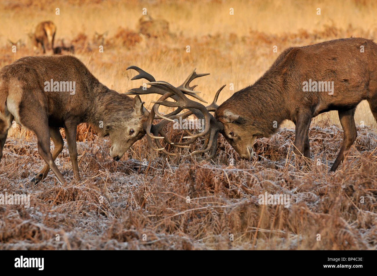 Rotwild: Cervus Elaphus. Junge Hirsche sparring. Richmond Park, Surrey, England Stockfoto