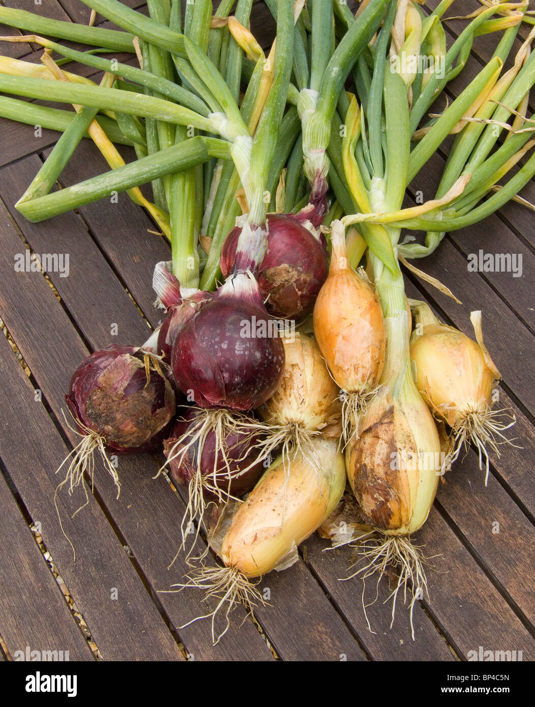 Gerade geerntete rote zwiebeln Fotos und Bildmaterial in hoher Auflösung Alamy