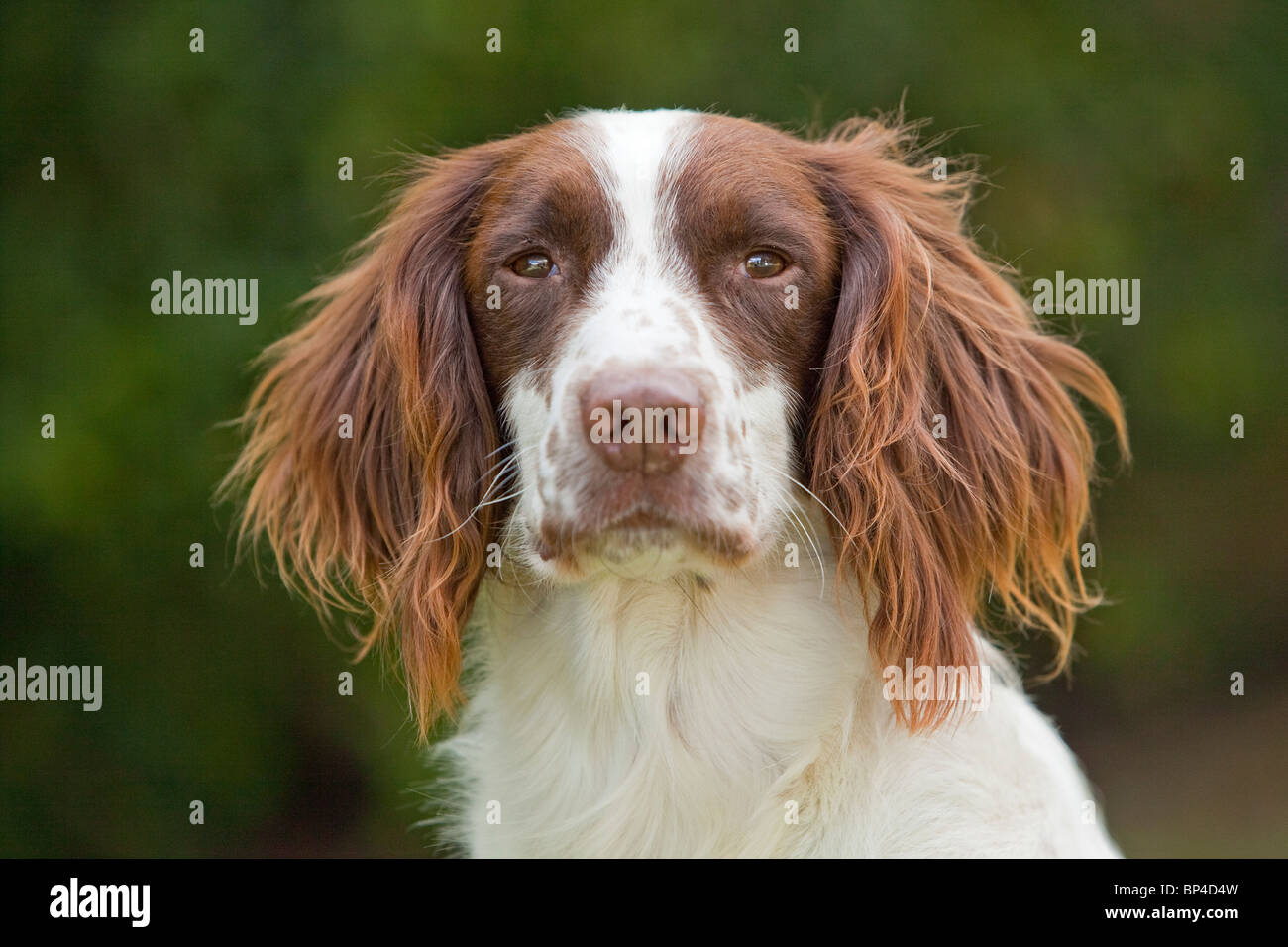 Ein Porträtfoto von Leber und weißen English Springer Spaniel Gun Gebrauchshund außerhalb Stockfoto