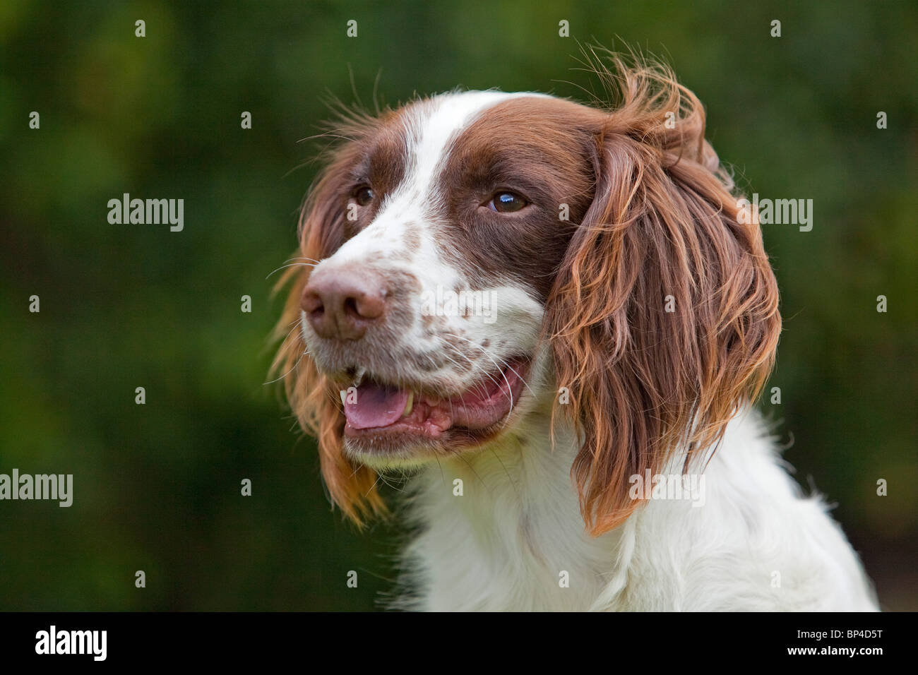 Ein Porträtfoto von Leber und weißen English Springer Spaniel Gun Gebrauchshund außerhalb Stockfoto