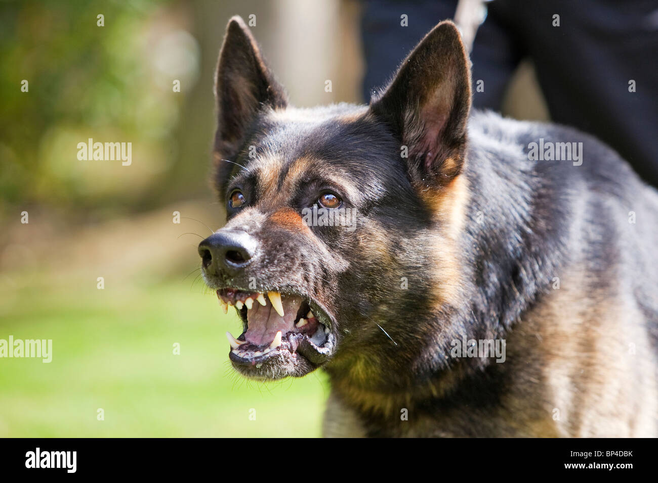 Ein ehemaliges Gefängnis Dienst Deutscher Schäferhund Arbeitshund zeigen aggressives Verhalten Stockfoto
