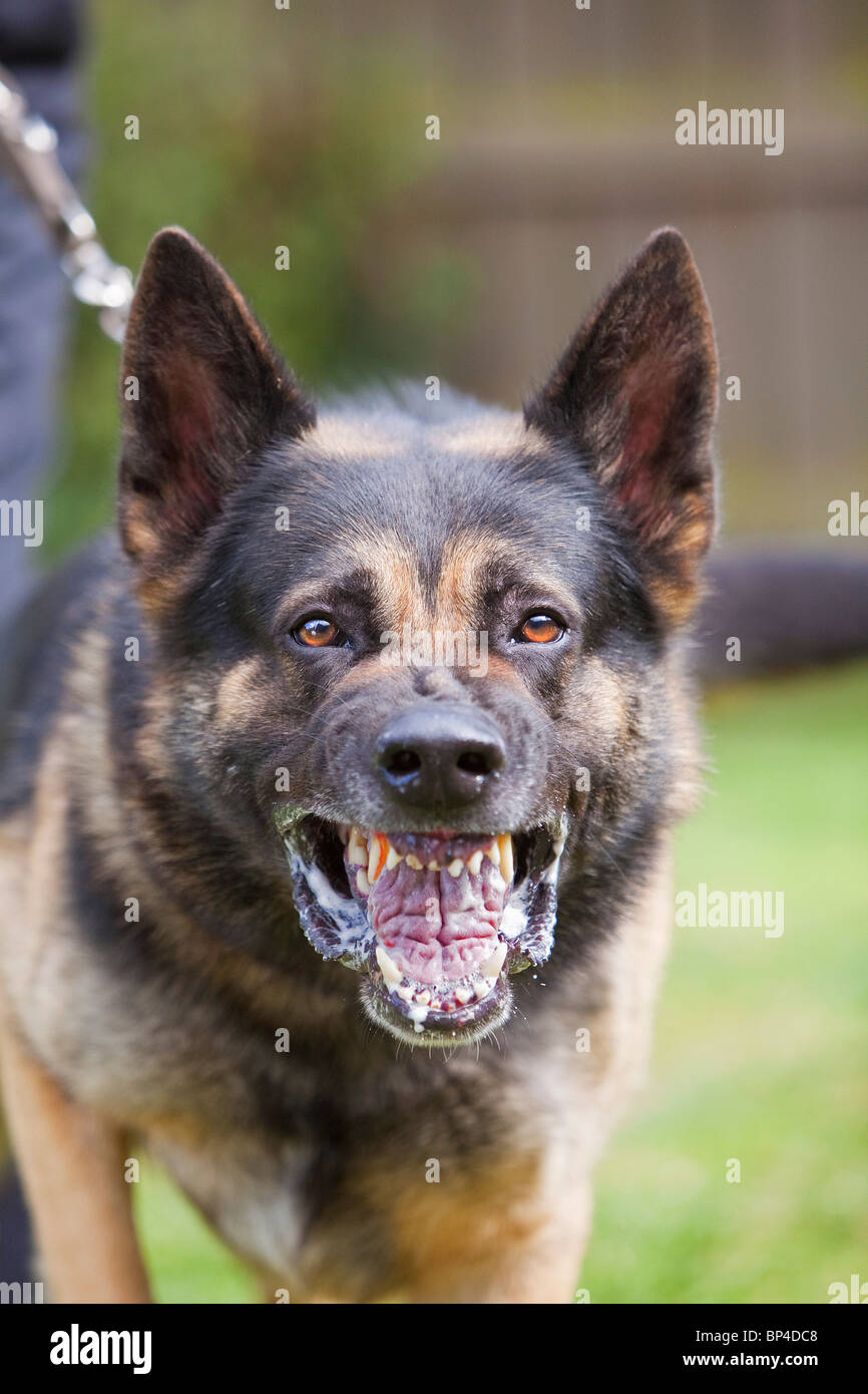 Ein ehemaliges Gefängnis Dienst Deutscher Schäferhund Arbeitshund zeigen aggressives Verhalten Stockfoto