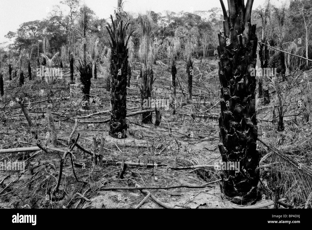 Aus Dschungel an der Grenze Beni-Rondonia, Brasilien verbrannt. Stockfoto