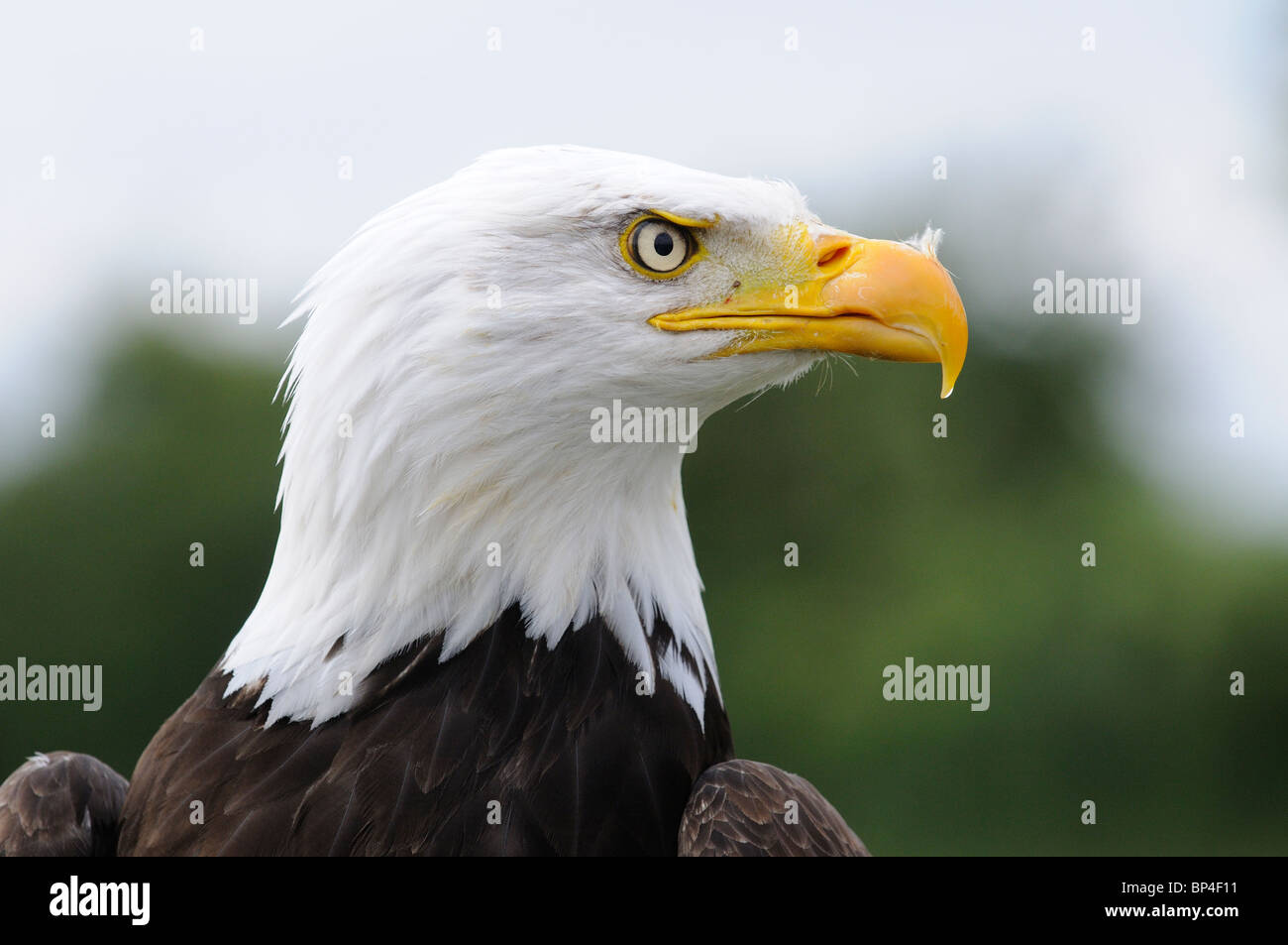 Porträt der Weißkopfseeadler Haliaeetus leucocephalus Stockfoto