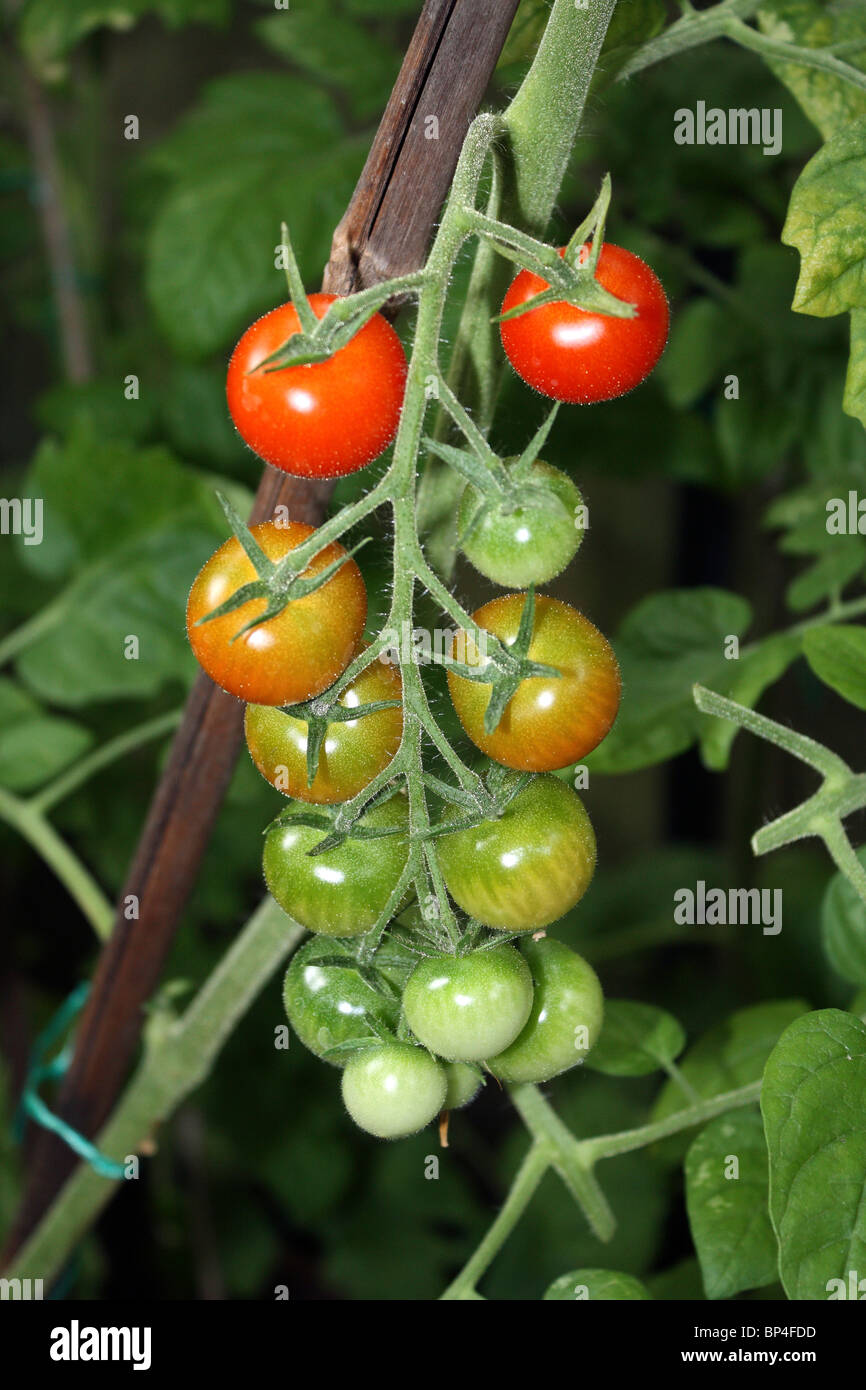 Dachstuhl des Gärtners Freude Cherry-Tomaten wachsen an den Rebstöcken in einem Gewächshaus, Epsom Surrey England UK. Stockfoto