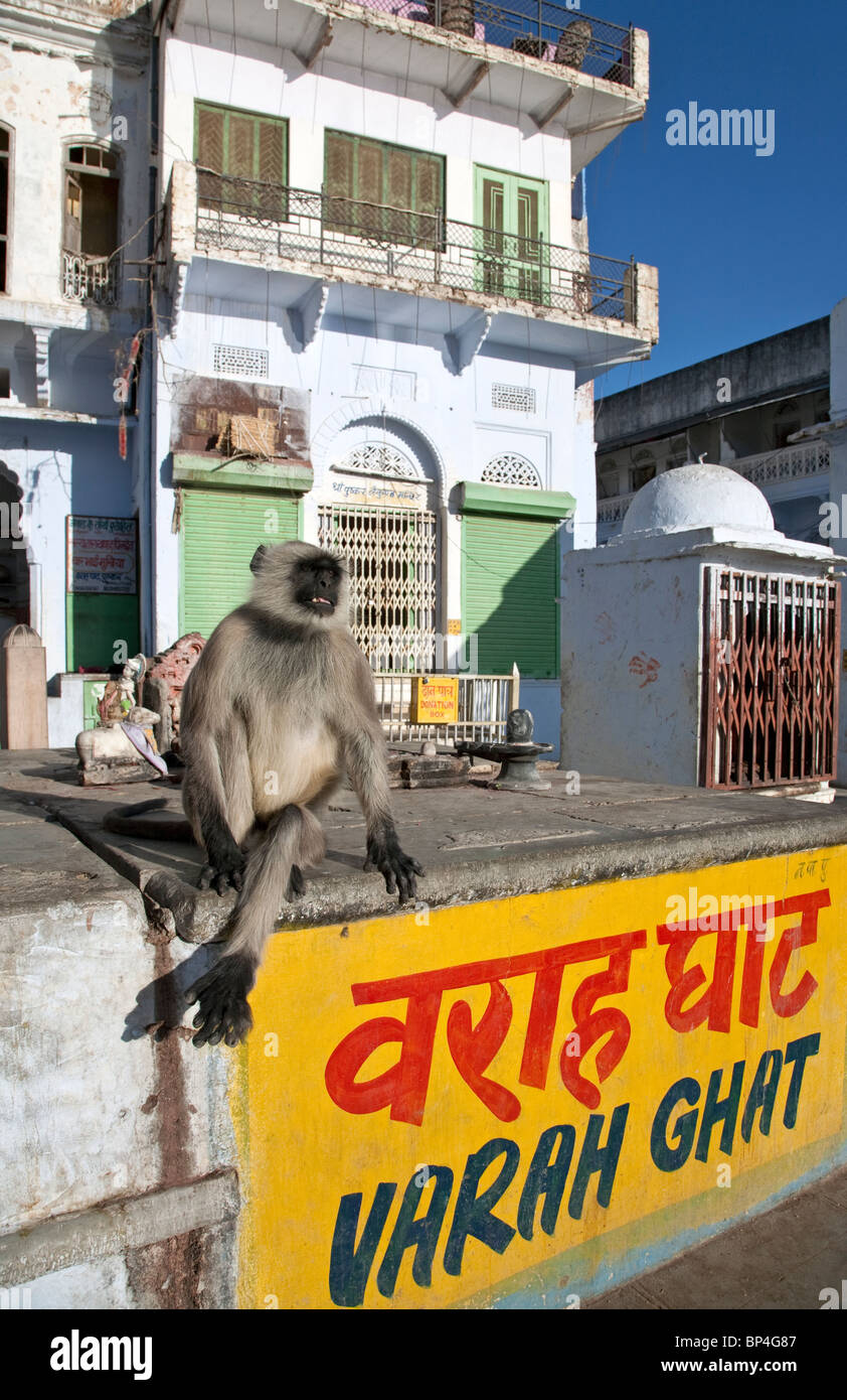 Graue Languren Affen bei Varah Ghat. Pushkar-See. Rajasthan. Indien Stockfoto